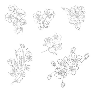 El çizimi kiraz dalları. Sakura Çiçek Elementleri. Vektör.