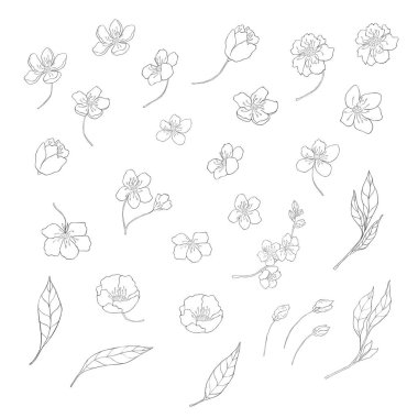 El çizimi kiraz dalları. Sakura Çiçek Elementleri. Vektör.