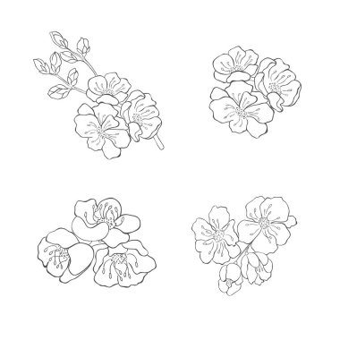 El çizimi kiraz dalları. Sakura Çiçek Elementleri. Vektör.