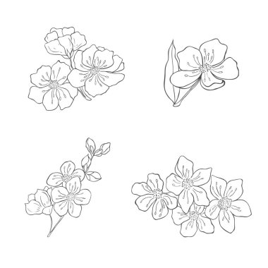 El çizimi kiraz dalları. Sakura Çiçek Elementleri. Vektör.