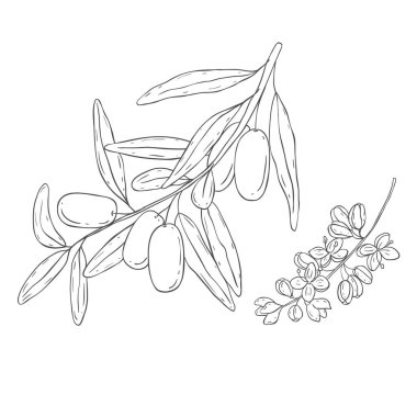 Sanat eseri zeytin dalı. Beyaz Arkaplanda Vektör Resimleri.