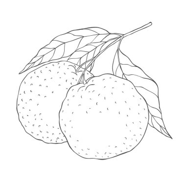 Çizgi Sanat Portakal Şubesi. Beyaz Arkaplanda Vektör Resimleri.