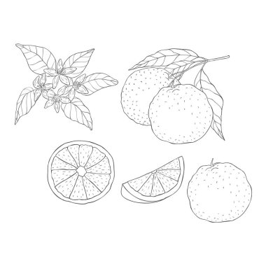 Dilimlenmiş Portakal Çizgisi. Beyaz Arkaplanda Vektör Resimleri.