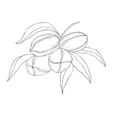 Çizgi Art Pecan Şubesi. Beyaz Arkaplanda Vektör Resimleri.