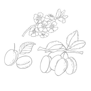 Çizgi Sanat Eriği Şubesi. Fruits ve Flowers 'ın elementleri. Beyaz Arkaplanda Vektör Resimleri.