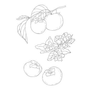 Çizgi Sanat Hurmaları. Fruits ve Flowers 'ın elementleri. Beyaz Arkaplanda Vektör Resimleri.