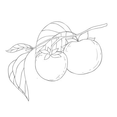 Çizgi Sanat Hurmaları. Beyaz Arkaplanda Vektör Resimleri.