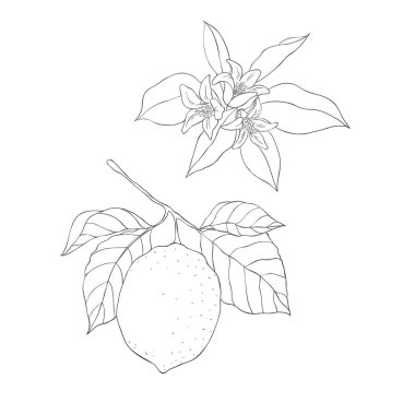 Art Lemon Branch ve Blossom. Fruits ve Flowers 'ın elementleri. Beyaz Arkaplanda Vektör Resimleri.