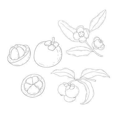 Çizgi Sanat Mangosteen. Fruits ve Flowers 'ın elementleri. Beyaz Arkaplanda Vektör Resimleri.