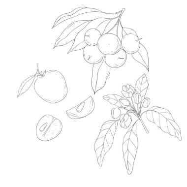 Art Chikoo Şubesi ve Çiçek Hattı. Fruits ve Flowers 'ın elementleri. Beyaz Arkaplanda Vektör Resimleri.