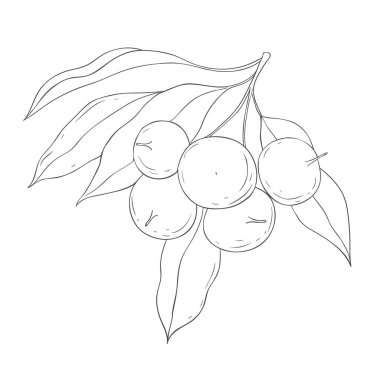 Çizgi Art Chikoo Şubesi. Beyaz Arkaplanda Vektör Resimleri.