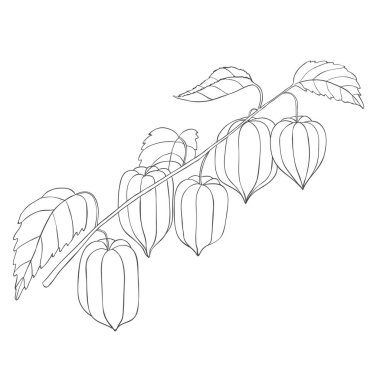 Çizgi Sanatı Physalis Şubesi. Beyaz Arkaplanda Vektör Resimleri.