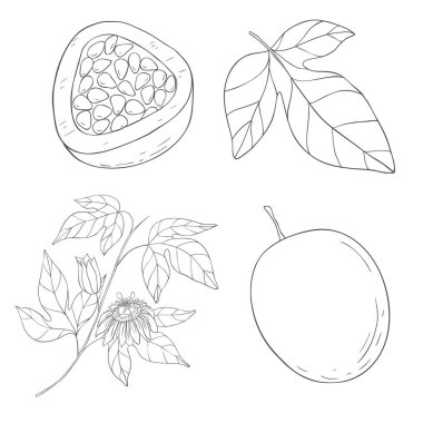 Çizgi Sanat Maracuja Meyvesi. Beyaz Arkaplanda Vektör Resimleri.