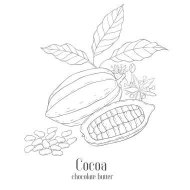 Çizgi Sanat Kakao Etiketi. Fruits ve Flowers 'ın elementleri. Beyaz Arkaplanda Vektör Resimleri.