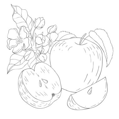 Line Art Apple Etiketi. Fruits ve Flowers 'ın elementleri. Beyaz Arkaplanda Vektör Resimleri.