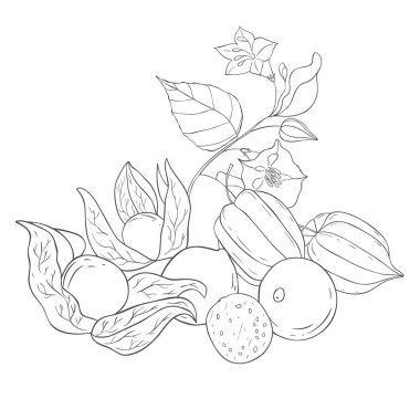 Art Physalis Hattı. Fruits ve Flowers 'ın elementleri. Beyaz Arkaplanda Vektör Resimleri.