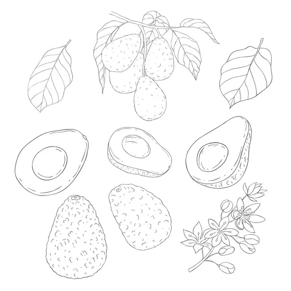 Κλάδος Αβοκάντο Και Μπλόσομ Στοιχεία Φρούτων Και Λουλουδιών Εικονογράφηση Διανύσματος — Διανυσματικό Αρχείο