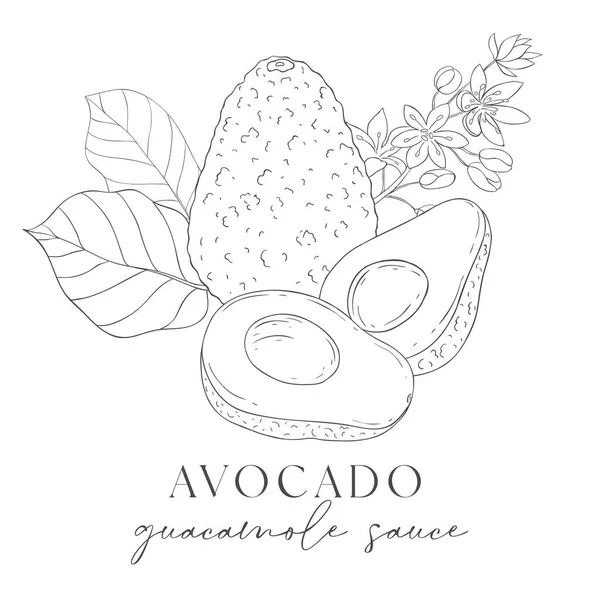 Linia Art Avocado Label Elementy Owoców Kwiatów Ilustracja Wektora Białym — Wektor stockowy