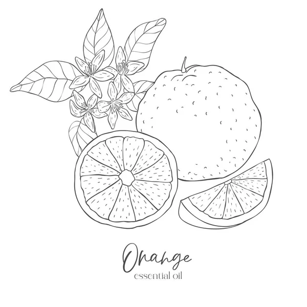 ラインアートオレンジラベル 果物や花の要素 白い背景のベクトルイラスト — ストックベクタ
