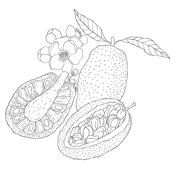 บรรท ลปะ Jackfruit และดอกไม ภาพวาดเวกเตอร บนพ นหล ขาว — ภาพเวกเตอร์สต็อก