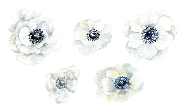 白いイソギンチャクの花セット 水彩イラスト — ストック写真