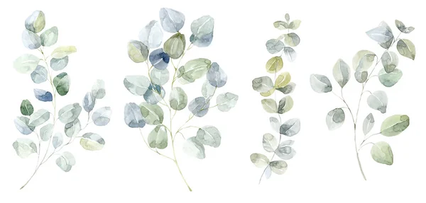 Zöld Eukaliptuszág Készlet Akvarell Illusztráció — Stock Fotó