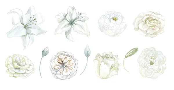 Σετ Λευκά Λουλούδια Κρίνο Και Τριαντάφυλλα Εικονογράφηση Υδατογραφίας — Φωτογραφία Αρχείου