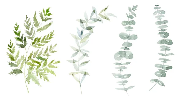 Set Aus Grünen Zweigen Mit Eukalyptus Aquarellillustration — Stockfoto