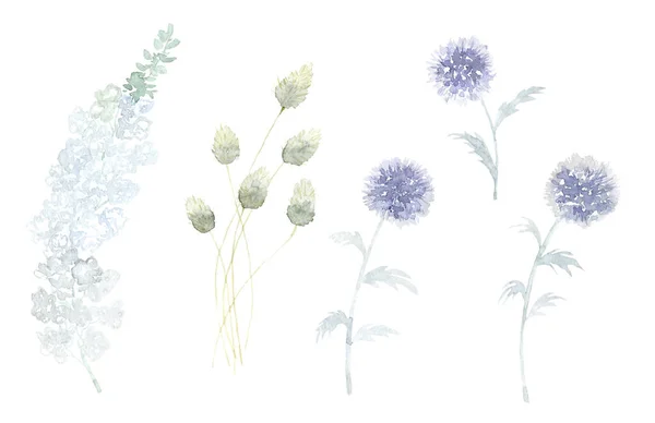 Conjunto Flores Selvagens Ilustração Aquarela — Fotografia de Stock