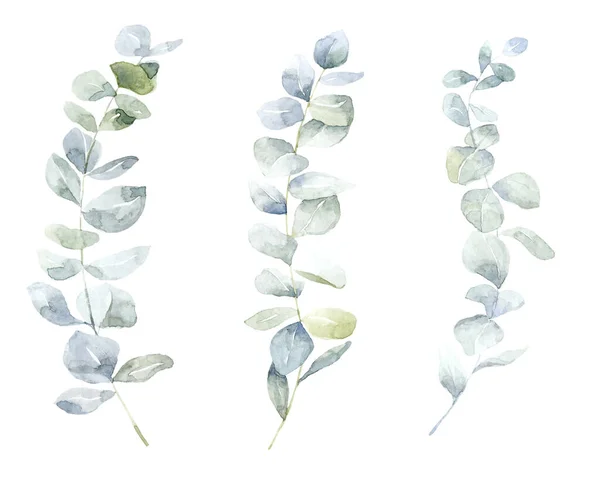 Ensemble Branches Vertes Eucalyptus Illustration Aquarelle — Photo