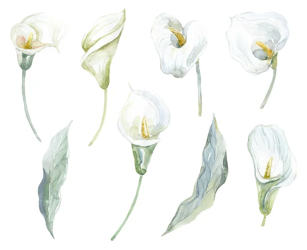 葉を持つ白いカラスのセット 水彩イラスト — ストック写真