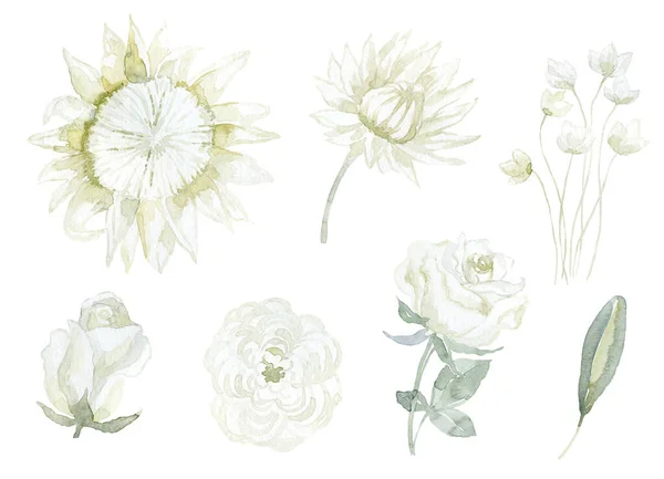 Σετ Λευκά Λουλούδια Protea Rose Και Jasmin Εικονογράφηση Υδατογραφίας — Φωτογραφία Αρχείου