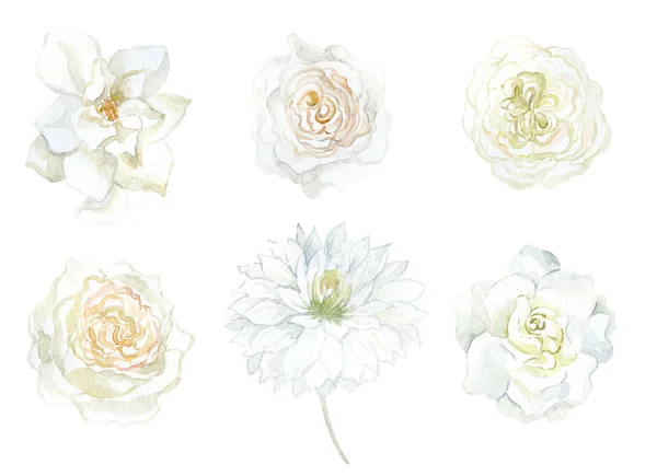 白い花のセットクチナシ バラとダリア 水彩イラスト — ストック写真