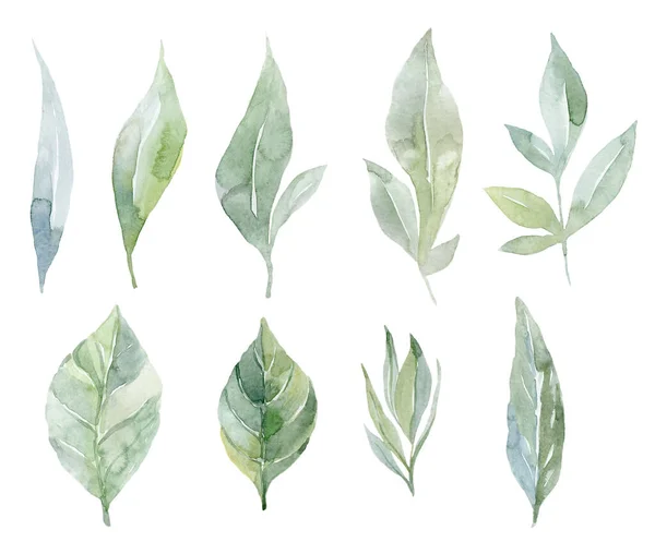 Σετ Πράσινα Φύλλα Εικονογράφηση Υδατογραφίας — Φωτογραφία Αρχείου