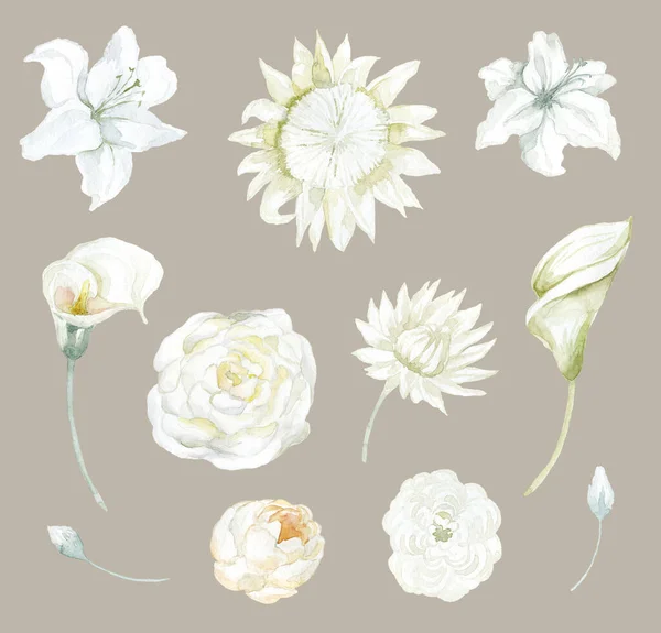 Conjunto Flores Brancas Lily Protea Calla Peony Ilustração Aquarela — Fotografia de Stock