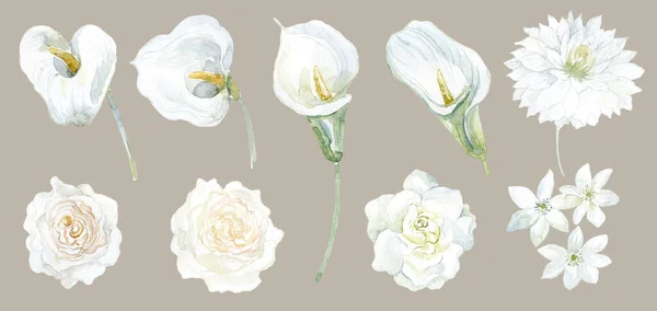 Σετ Λευκά Λουλούδια Calla Dahlia Gardenia Και Rose Εικονογράφηση Υδατογραφίας — Φωτογραφία Αρχείου