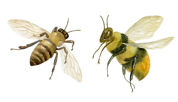 Aquarell Bienen Auf Weißem Hintergrund — Stockfoto