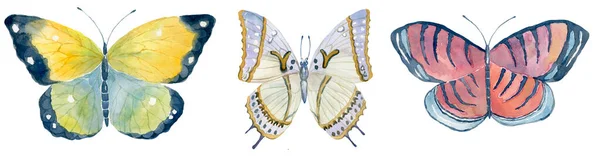 Set Farfalle Acquerello Sullo Sfondo Bianco — Foto Stock