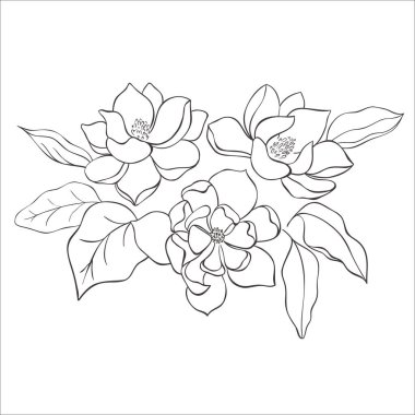 Beyaz Arkaplanda Çizgi Sanat Manolyası Çiçekleri. Vektör İllüstrasyonu.