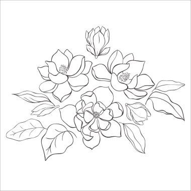 Beyaz Arkaplanda Çizgi Sanat Manolyası Çiçekleri. Vektör İllüstrasyonu.