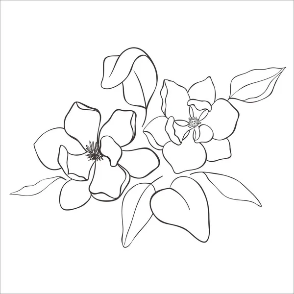 Beyaz Arkaplanda Çizgi Sanat Manolyası Çiçekleri Vektör Llüstrasyonu — Stok Vektör