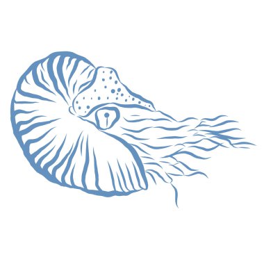 Nautilus 'un Çizgi Sanat İllüstrasyonu. Vektör Grafiği.