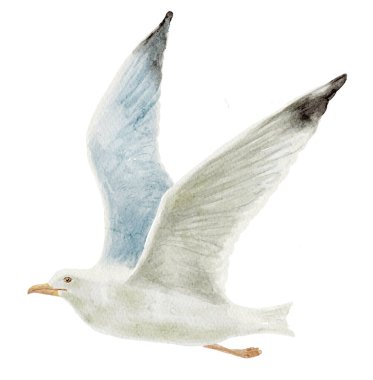 Beyaz Arkaplanda Martının Suluboya Çizimi.