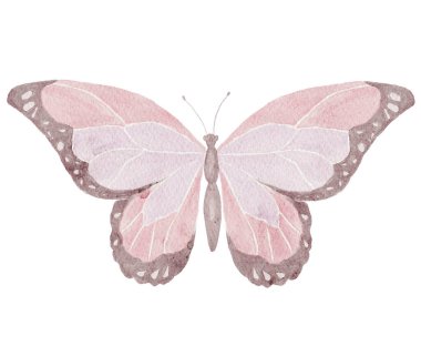 Beyaz Arkaplanda Kelebeğin Suluboya Çizimi.