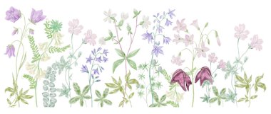 Beyaz Arkaplanda Çiçek Sınırı 'nın Suluboya İllüstrasyonu. Vahşi Çiçekler.