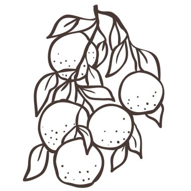 Orange Branch 'ın İllüstrasyonu. Beyaz Arkaplanda Vektör Grafiği