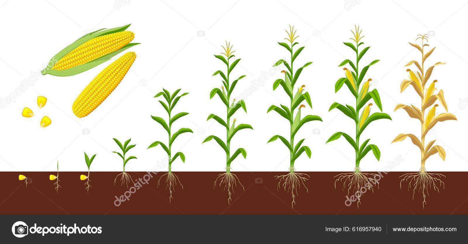 Corn Maize Growth Stages Farm Plant Evolving Development Stage