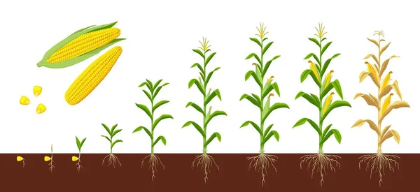 玉米生长阶段 农业植物的进化 发展阶段或农业作物苗木的进化过程 玉米生长阶段形成种子 根植在土壤中 准备收割 — 图库矢量图片