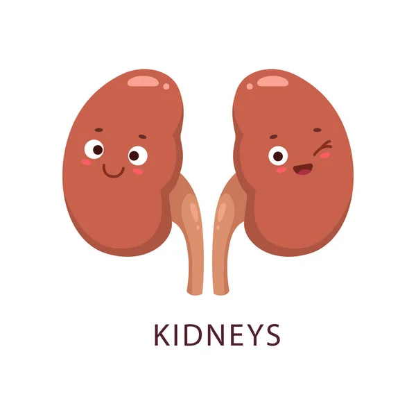 Cartoon Kidneys Human Bogy Organ Character Human Body Anatomy Physiology — Stock Vector