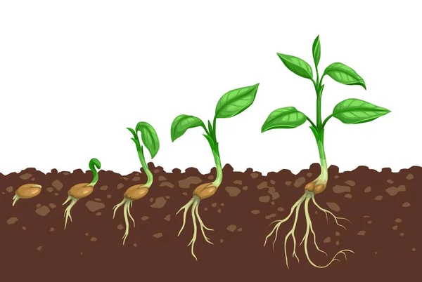 식물의 땅에서 발아한다 점진적 과정을 촉진시키거나 단계를 늘리고 뿌리고 뿌리를 — 스톡 벡터